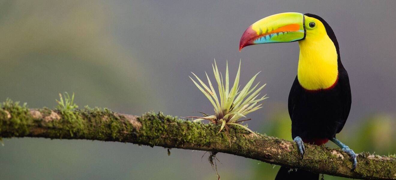 Tukan im Baum in Costa Rica