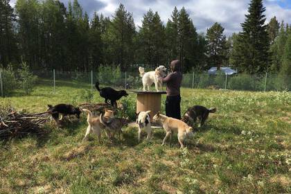 Lappland Hunde beim Spielen