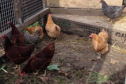 Auch Hühner leben im Permakultur-Garten