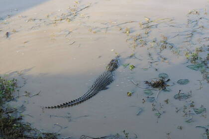 Auch Krokodile kann man während des Trekking-Abenteuers in Sri Lanka sehen.