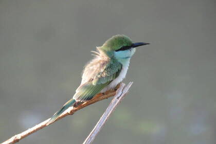 Bunte, exotische Vögel auf dem Trekking & Wildlife Abenteuer in Sri Lanka